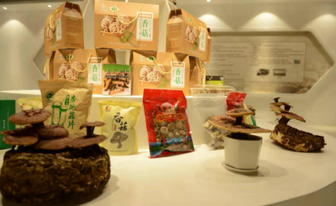 依托蘋果和香菇兩大特色優(yōu)勢產業(yè),萬榮縣積極申創(chuàng)國家農業(yè)現代化示范區(qū)